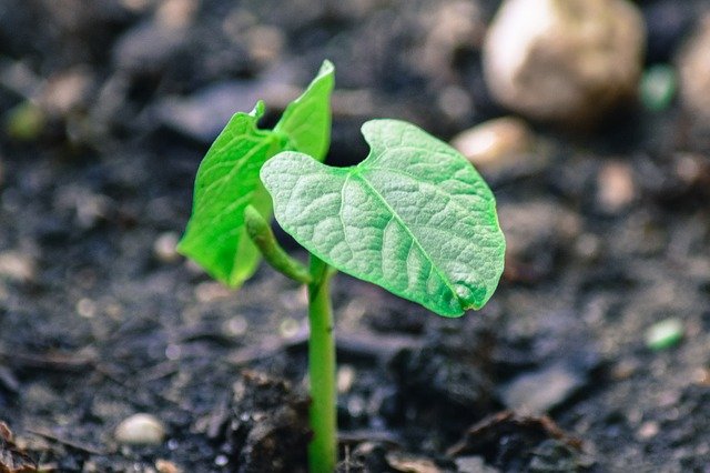 Стимуляторы роста для растений