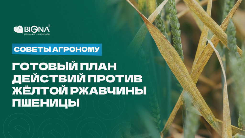 Желтая ржавчина.jpg
