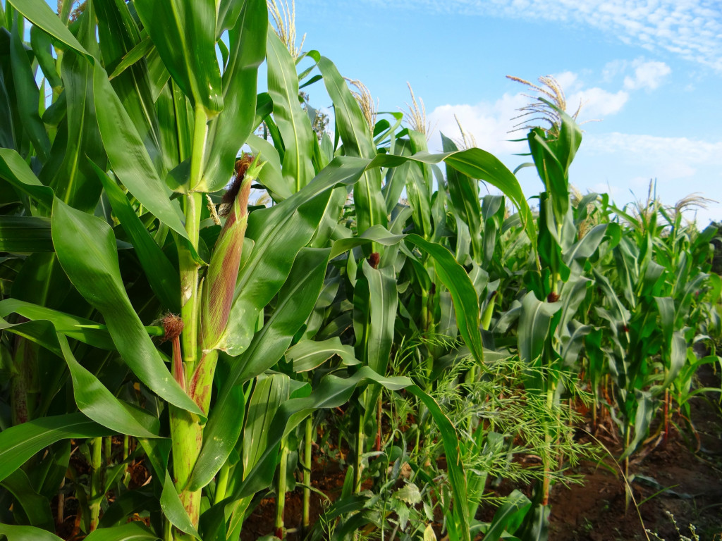 Выращивание кукурузы с использованием биологических препаратов