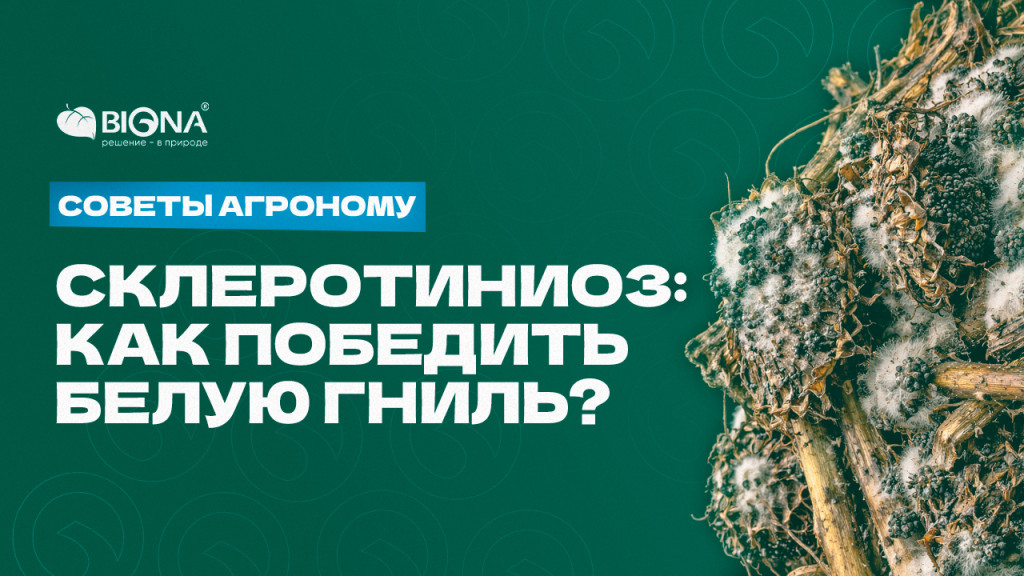 Склеротиниоз.jpg